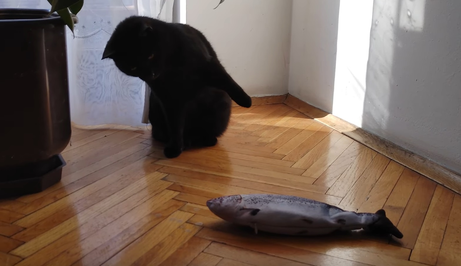 Cat Vs Robotic  Fish