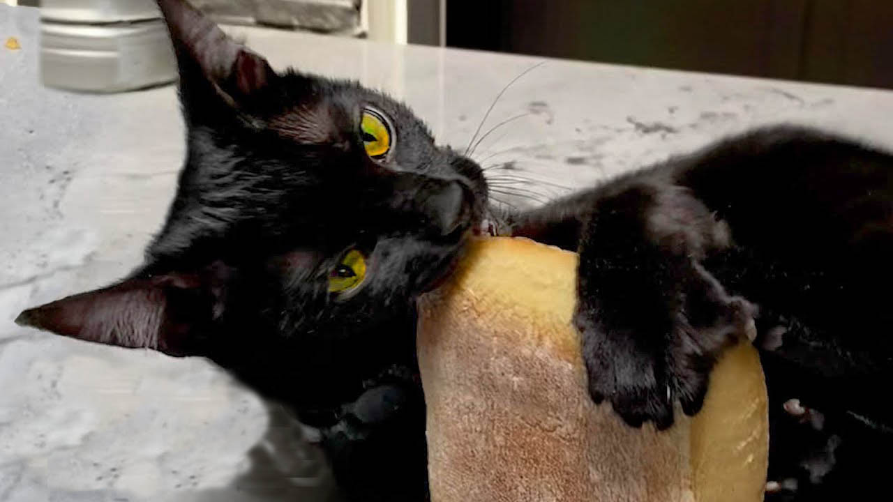 Cat goes crazy for ciabatta rolls