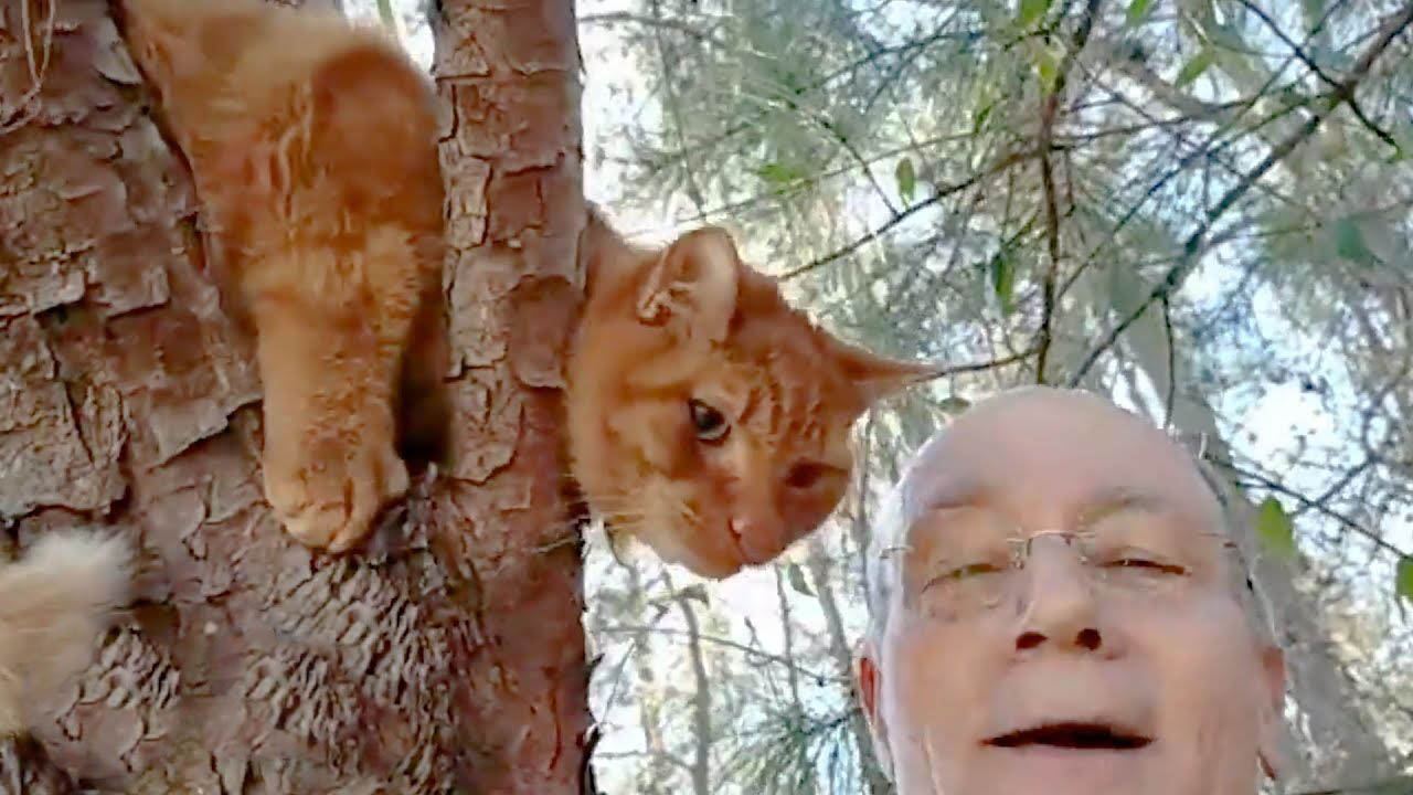 Retired man rescues more than 700 cats from trees