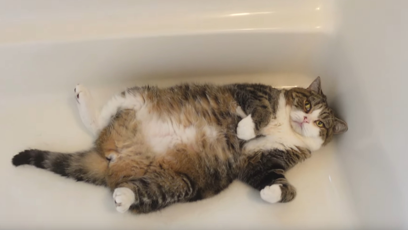 Maru Relaxes In Bathtub