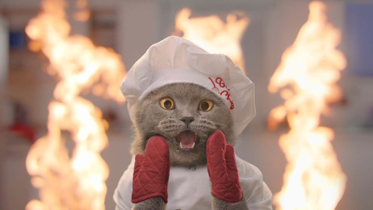 A cat at a cooking show (Aaron's Animals)
