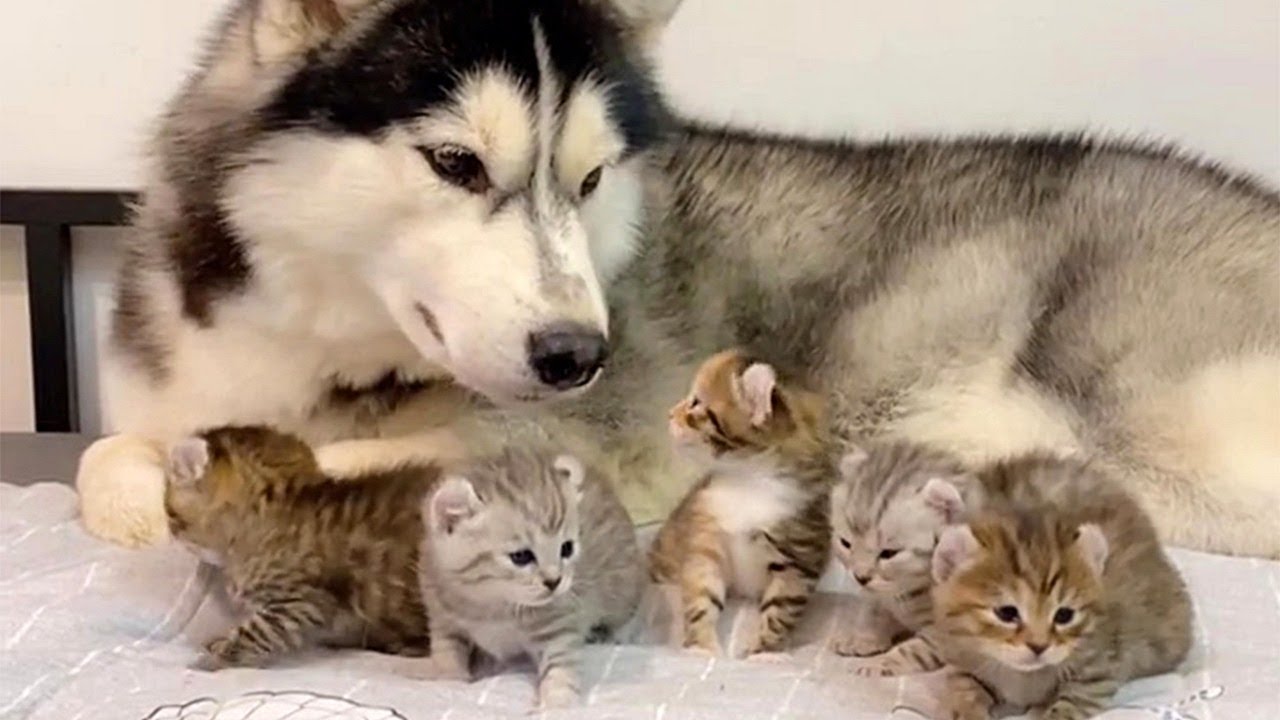Husky Bonding With Kittens