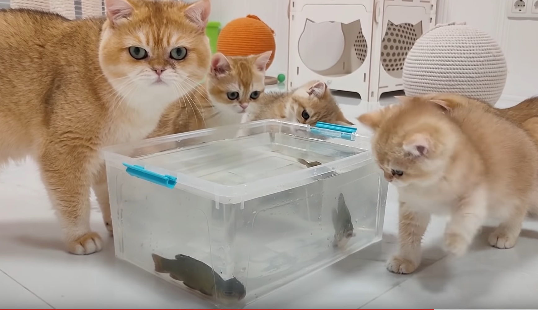 Cute Kittens React To Live  Fish