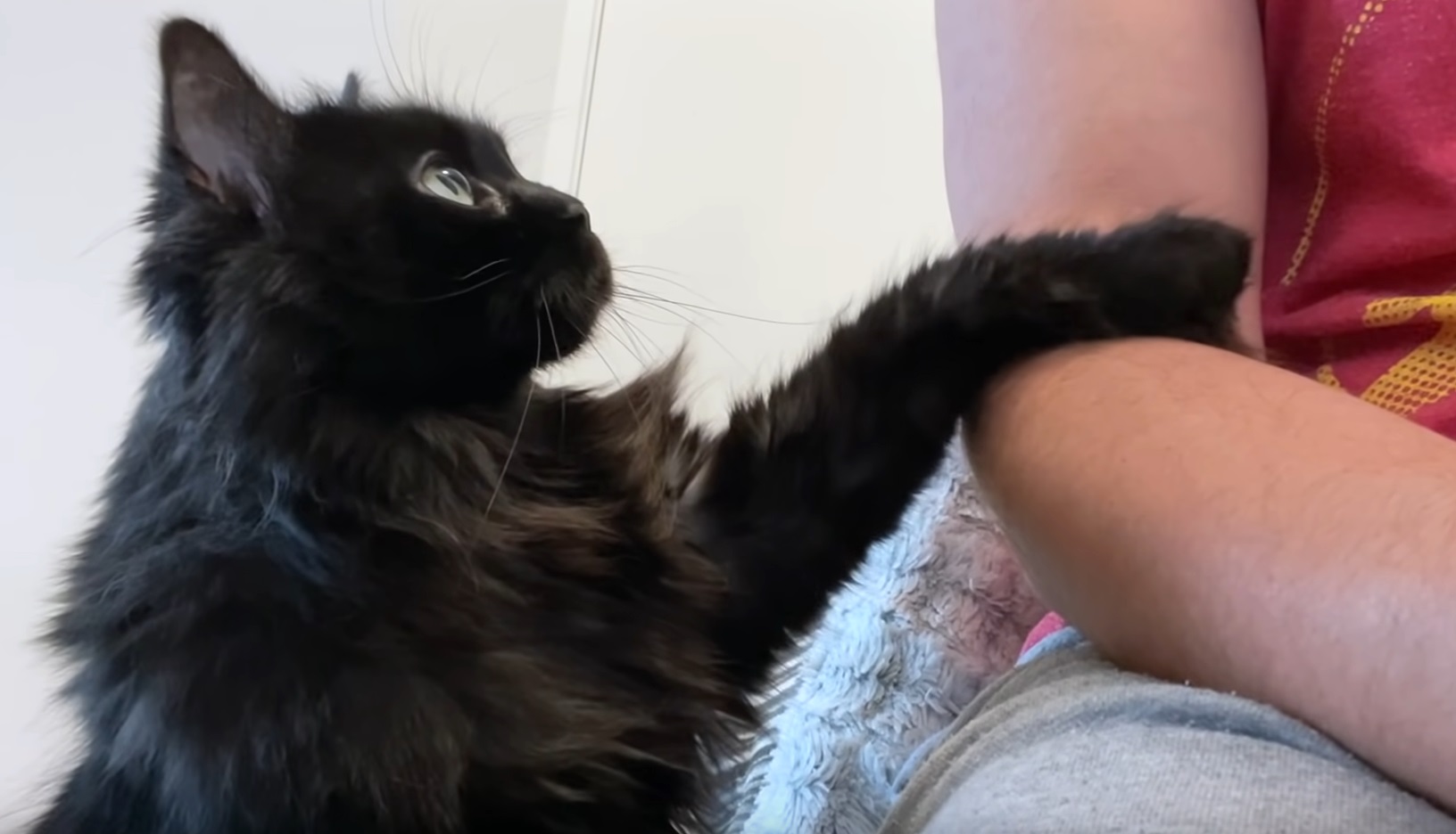 Cat Asking For Pets