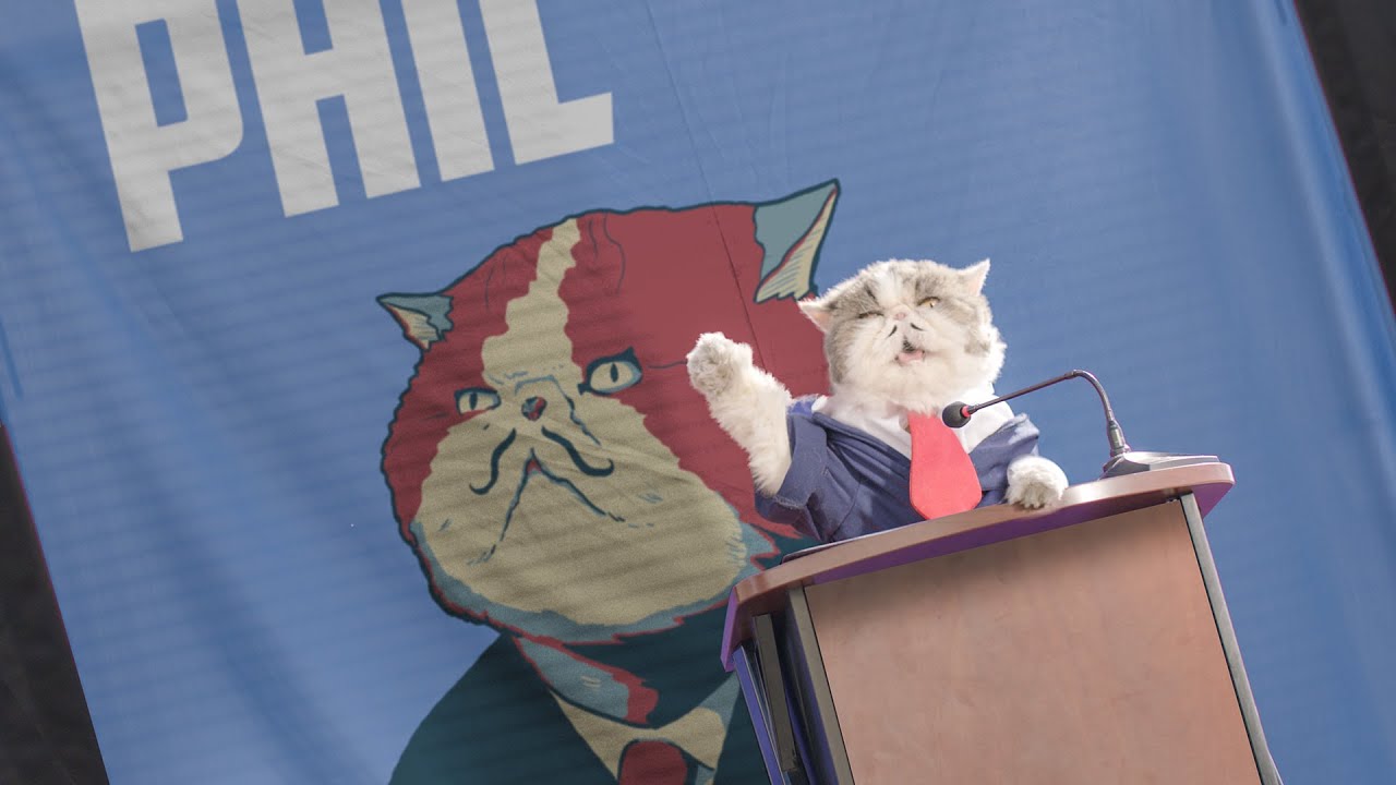Cat decides to run for mayor - Aaron's Animals