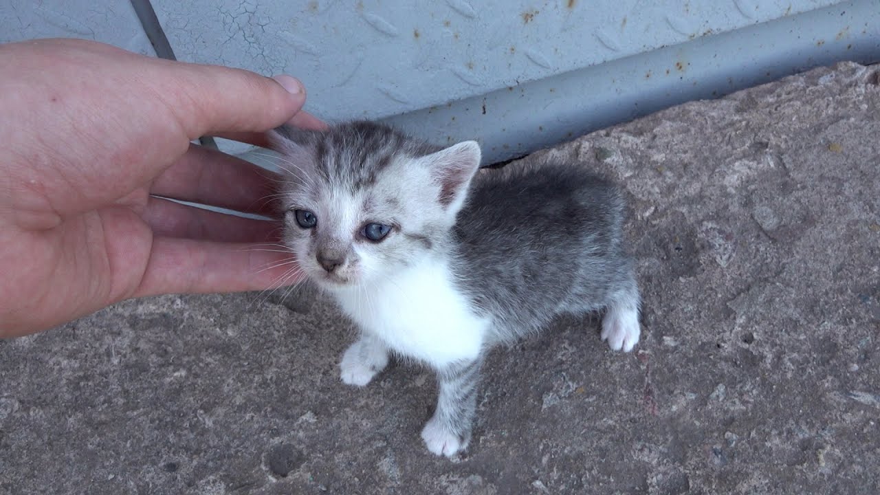 Man finds abandoned kitten on the streets and adopts him