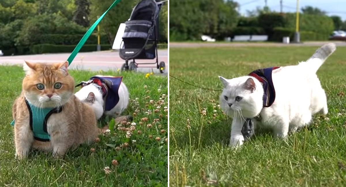 Hosico And Apollo Go Outside