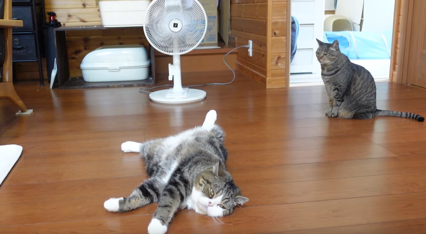 Maru  Is Melting