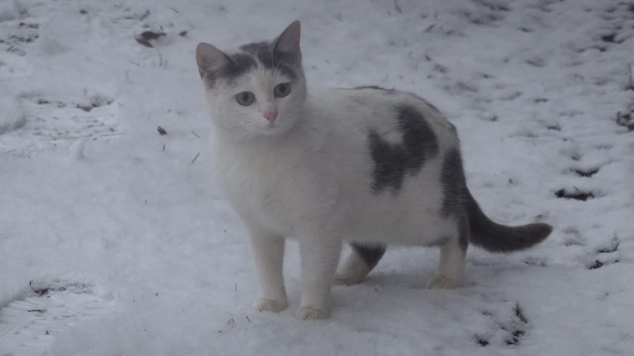 Abandoned cat in the cold weather receives a nice meal from a kind man