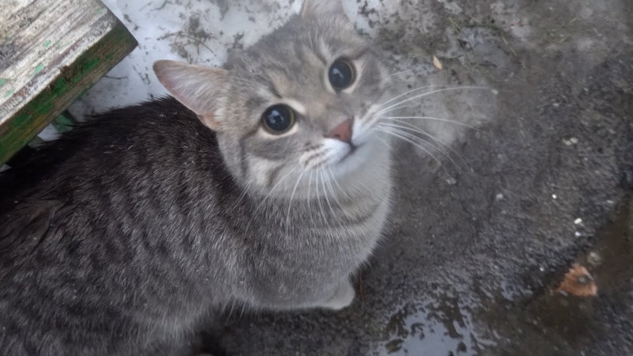 Stray cat ask hooman for food