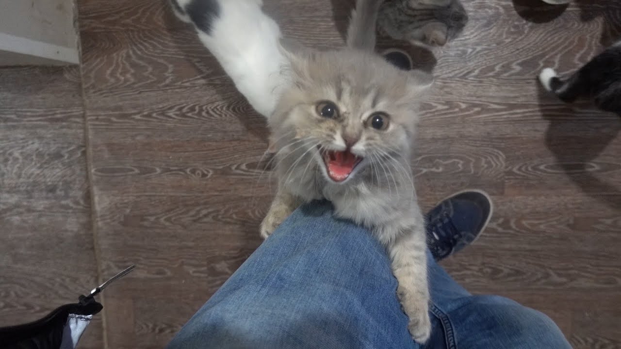 Attacked by kittens!