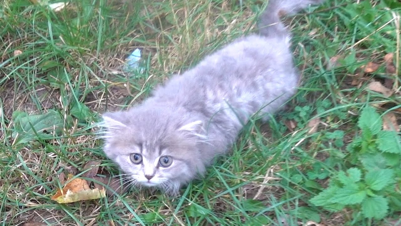 Someone abandoned this fluffy kitten in a park