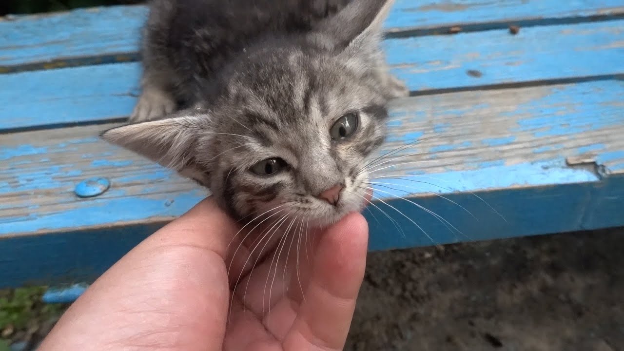 Stray kitten left without mother is now rescued by a kind man