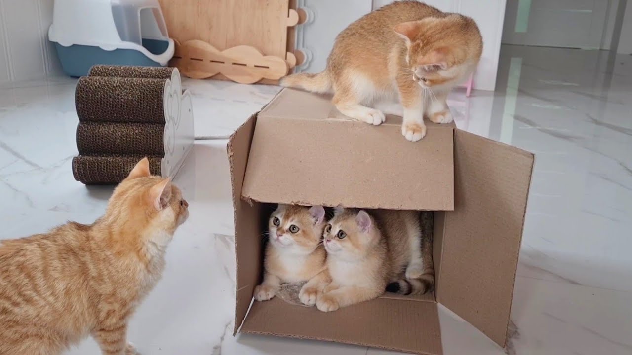 Cute Cats Play With  A Cardboard Box