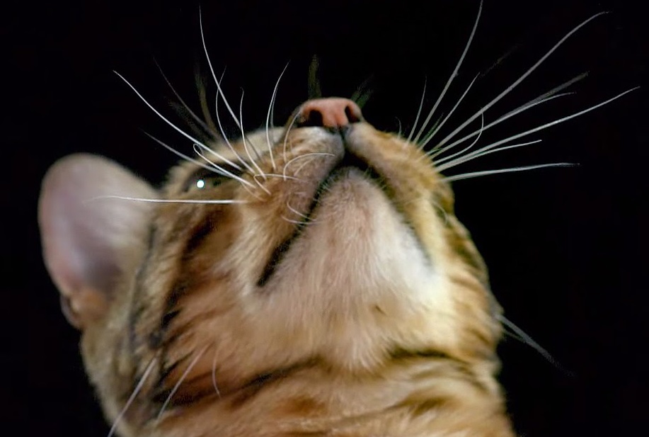 How do Cats Use Their Whiskers?