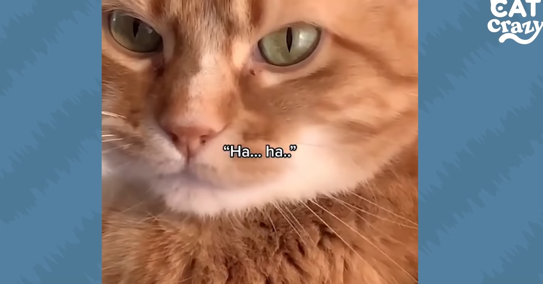 Guy Teaches Cat  To Talk Funny Video