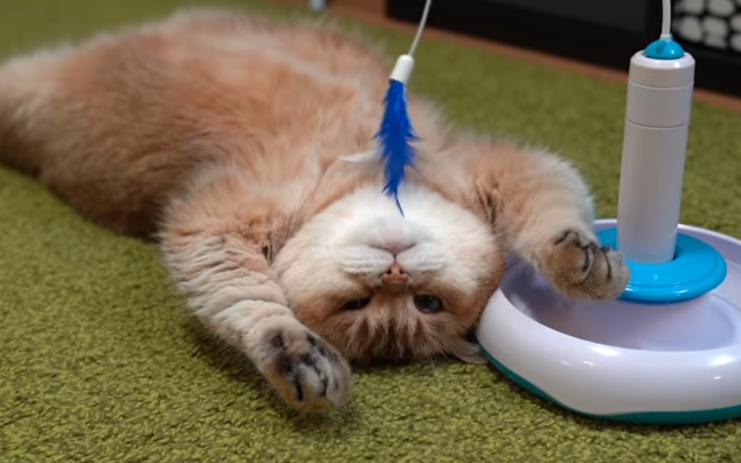 Lazy Hosico Witth New Toy