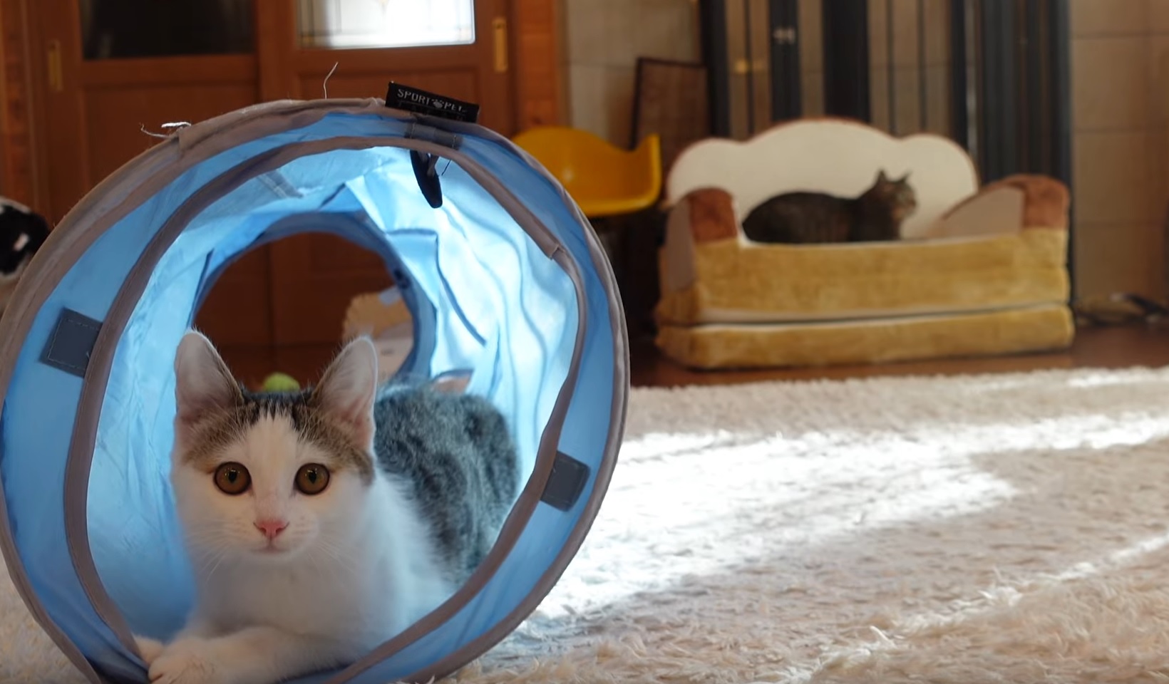 Kitten  Gets Her First  Tunnel Toy