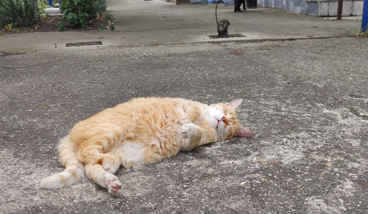 Relaxing Cat Video