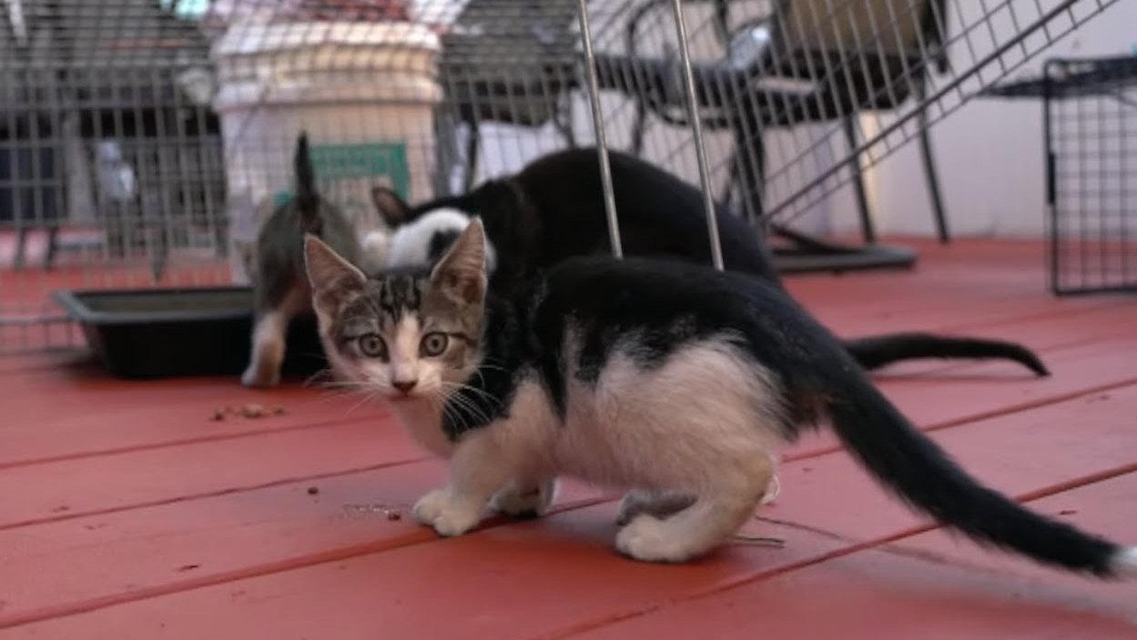 Socializing and fostering three feral kittens