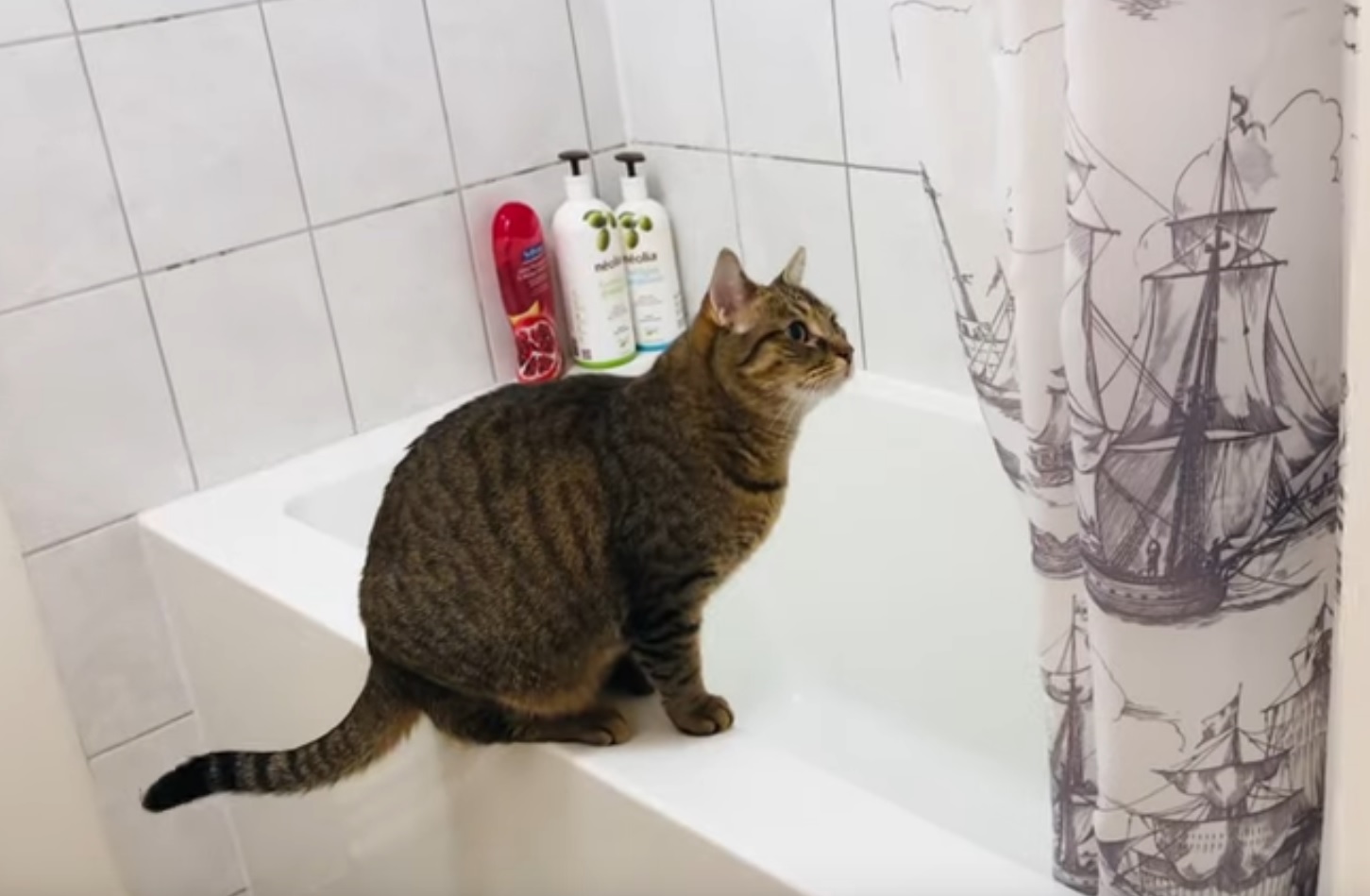12 Cat Hazard To Avoid In Your Home