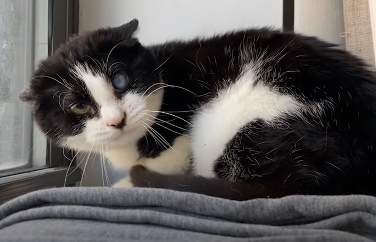Feral 'Panda Cat' goes from hissing and being afraid to a lovely cuddlebug