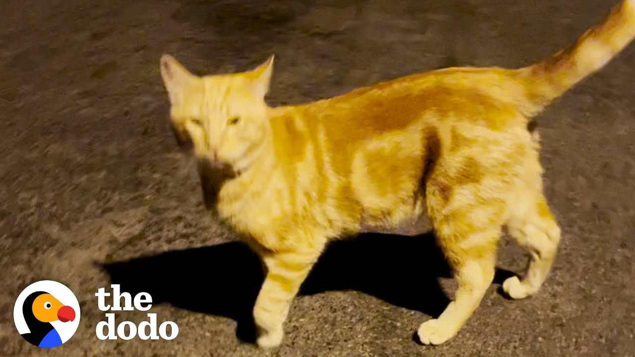 Stray Cat Gets An Uber Home
