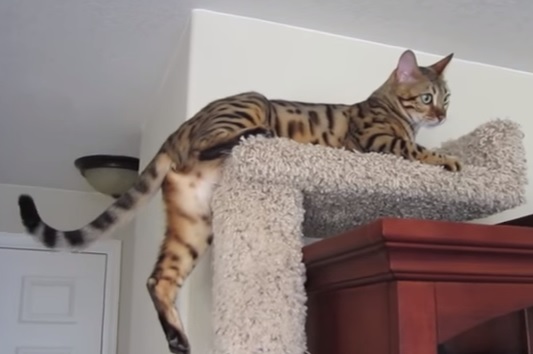 Hanging Out With Mia The Bengal Cat