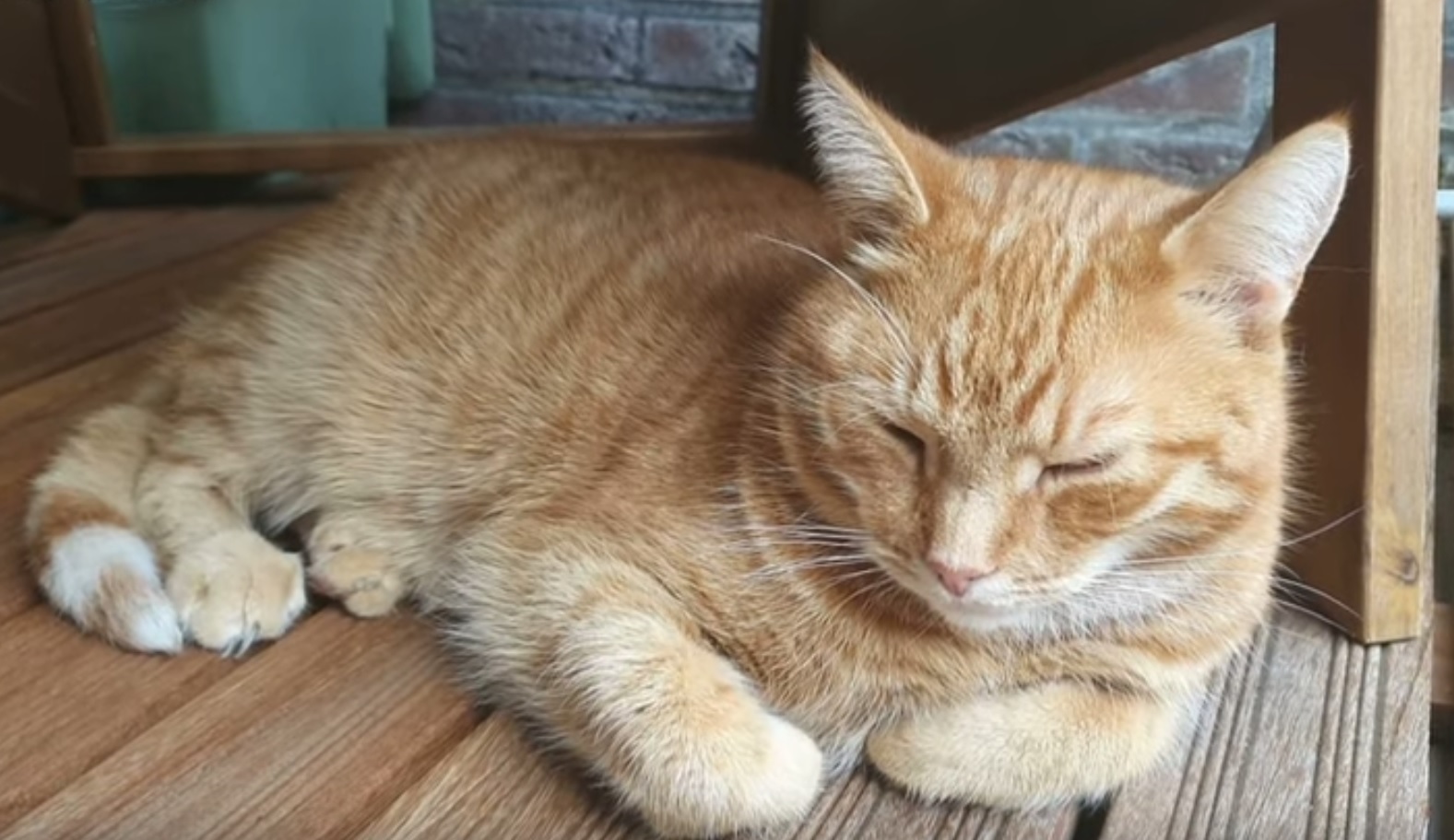A Relaxing Cat Video