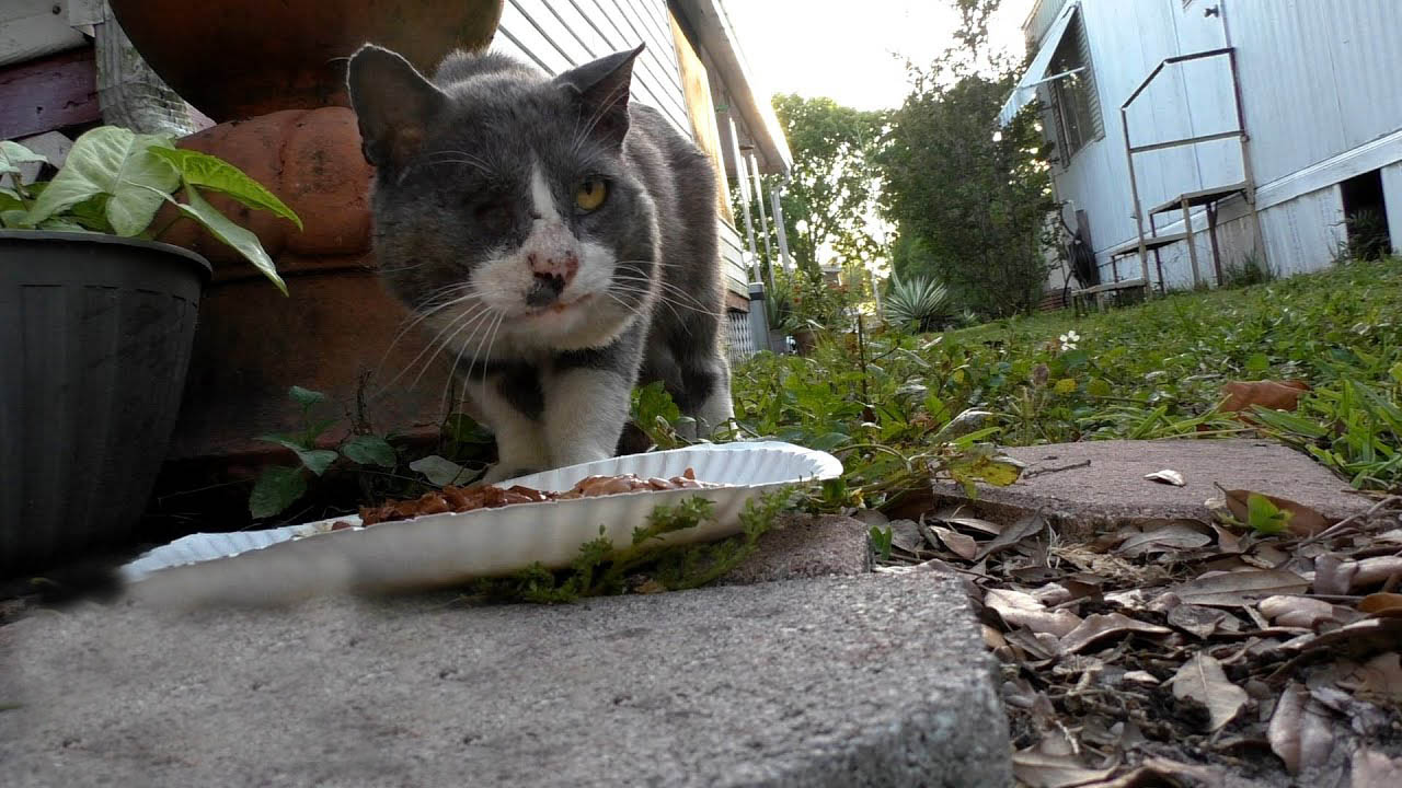 Stray cat in very bad condition becomes the sweetest house cat