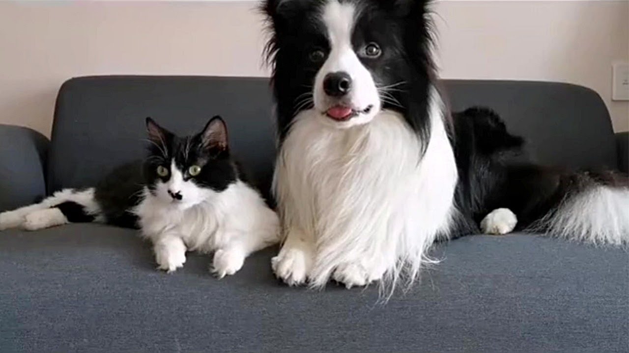 Dog And Kitty Cute Friendship