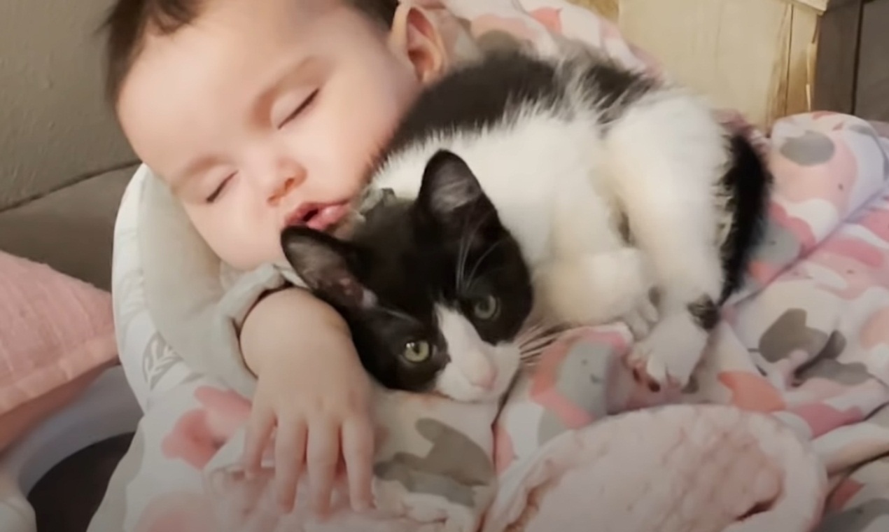 Rescue kitten wants to be with baby hooman all the time