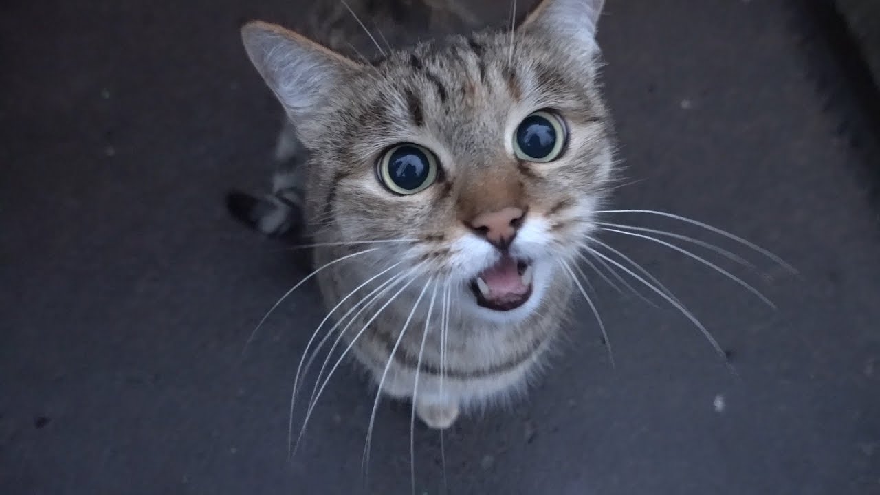 A really cute and talkative street cat