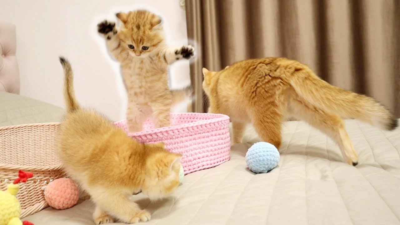 Mom Watches Her Kitttens  Play