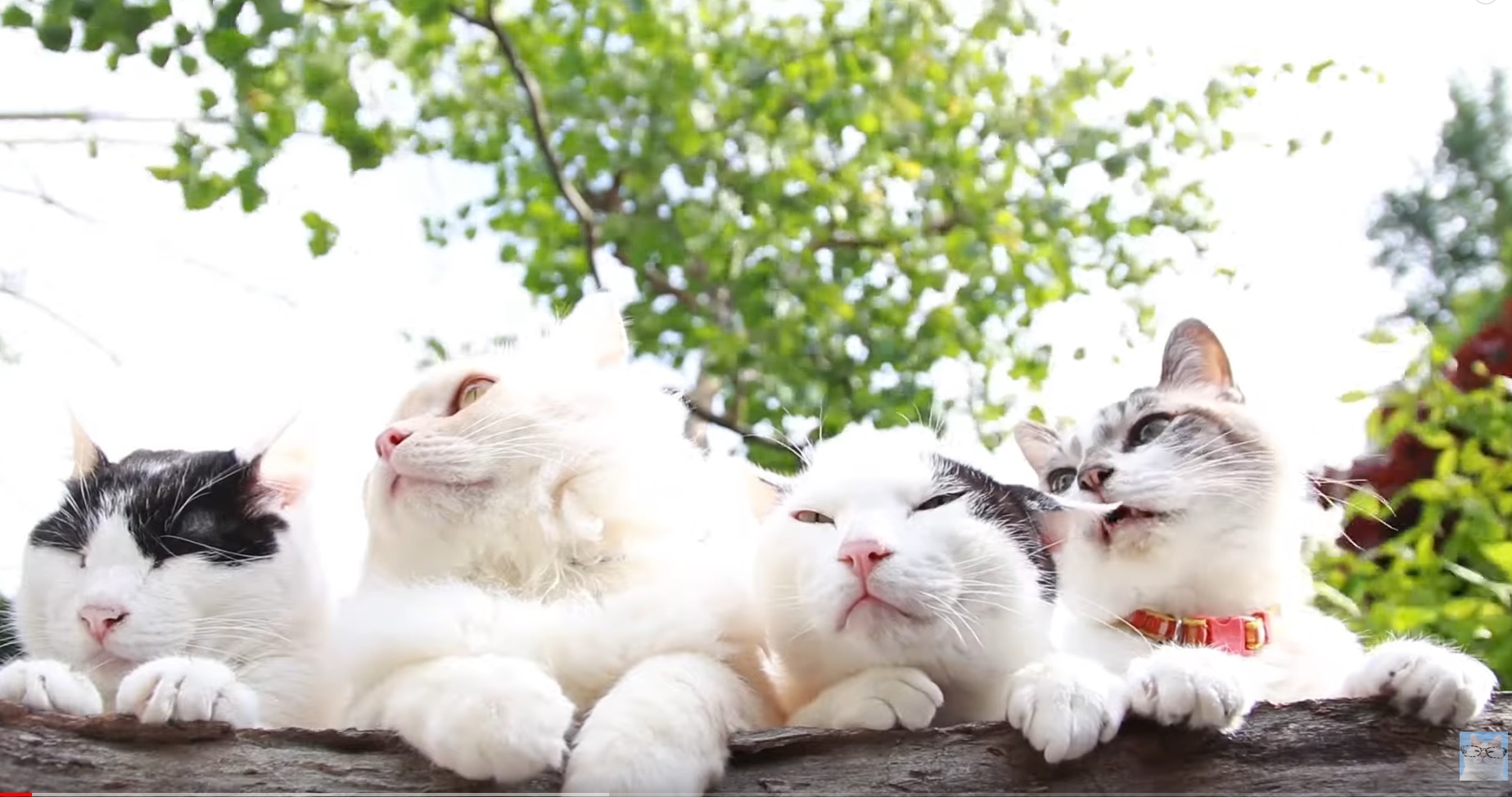 Cute Cats Relaxing Video