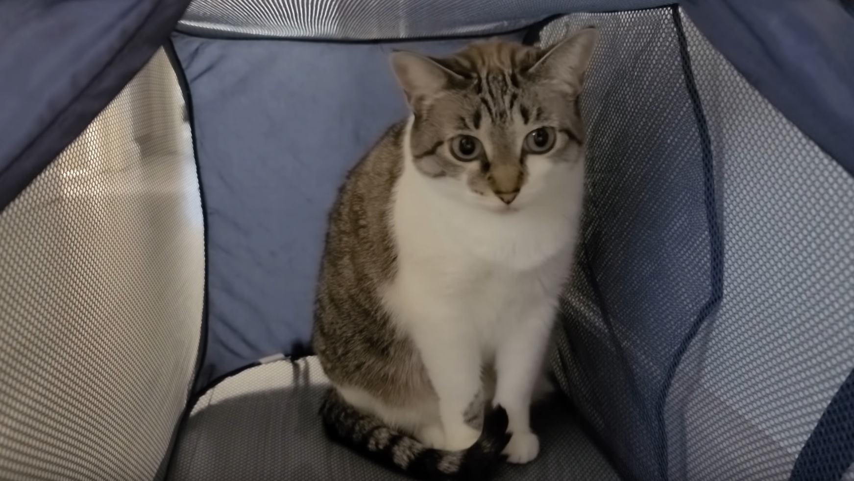 Cute Polite Kitty Video