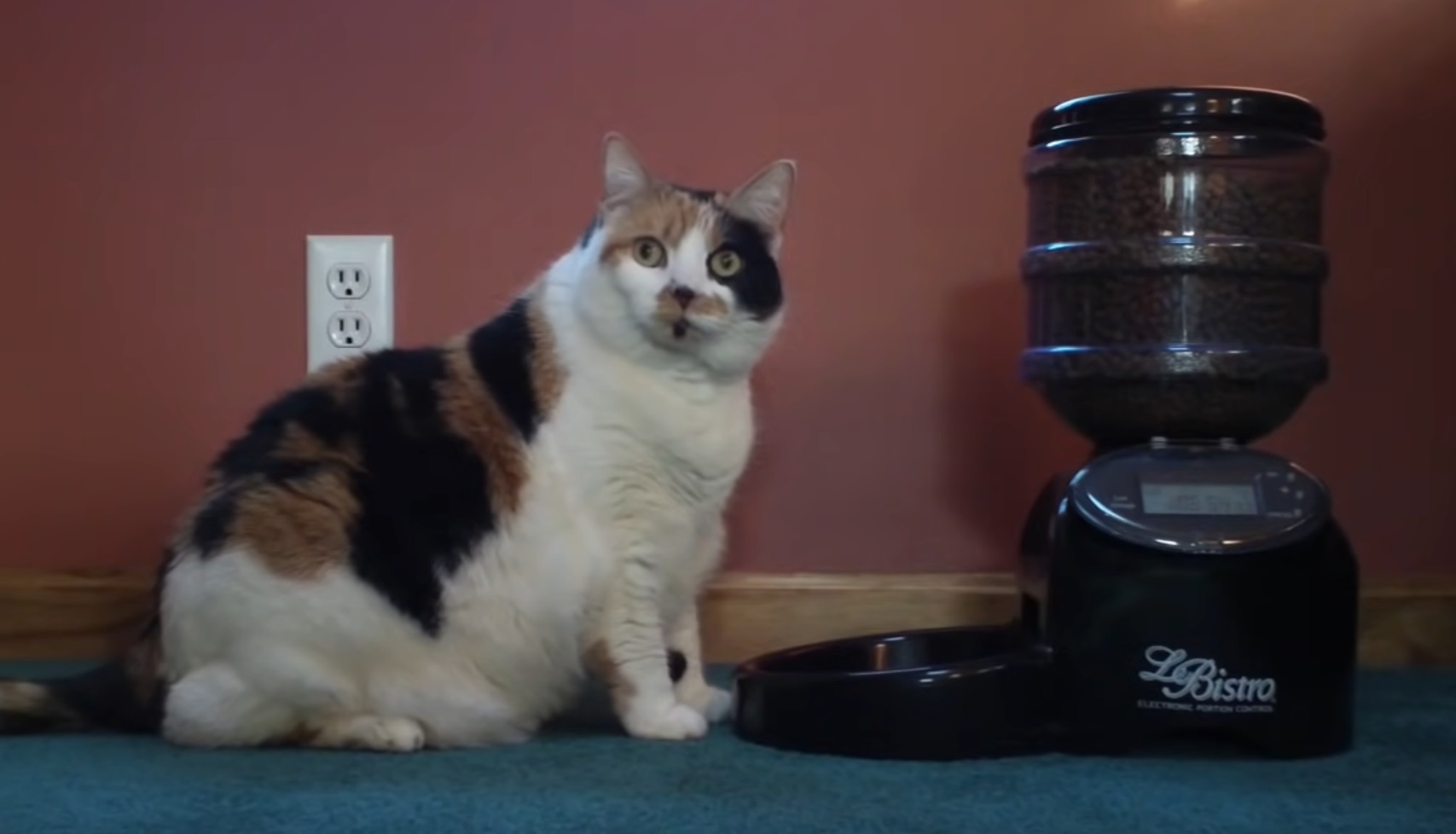 Miss Kitty Outsmarts Food Dispenser