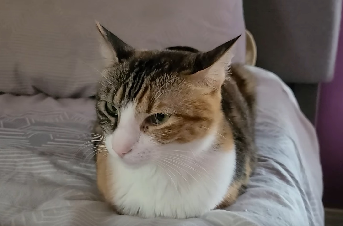 Kitty Loaf Video