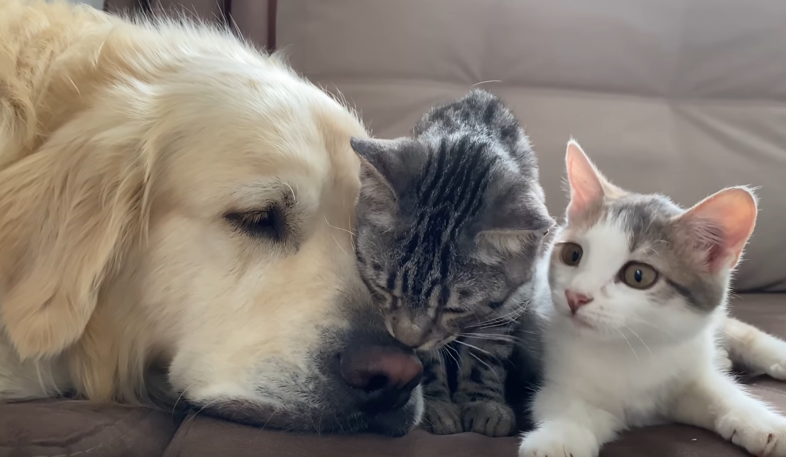 Golden Retriever Is Good Friend With Cats