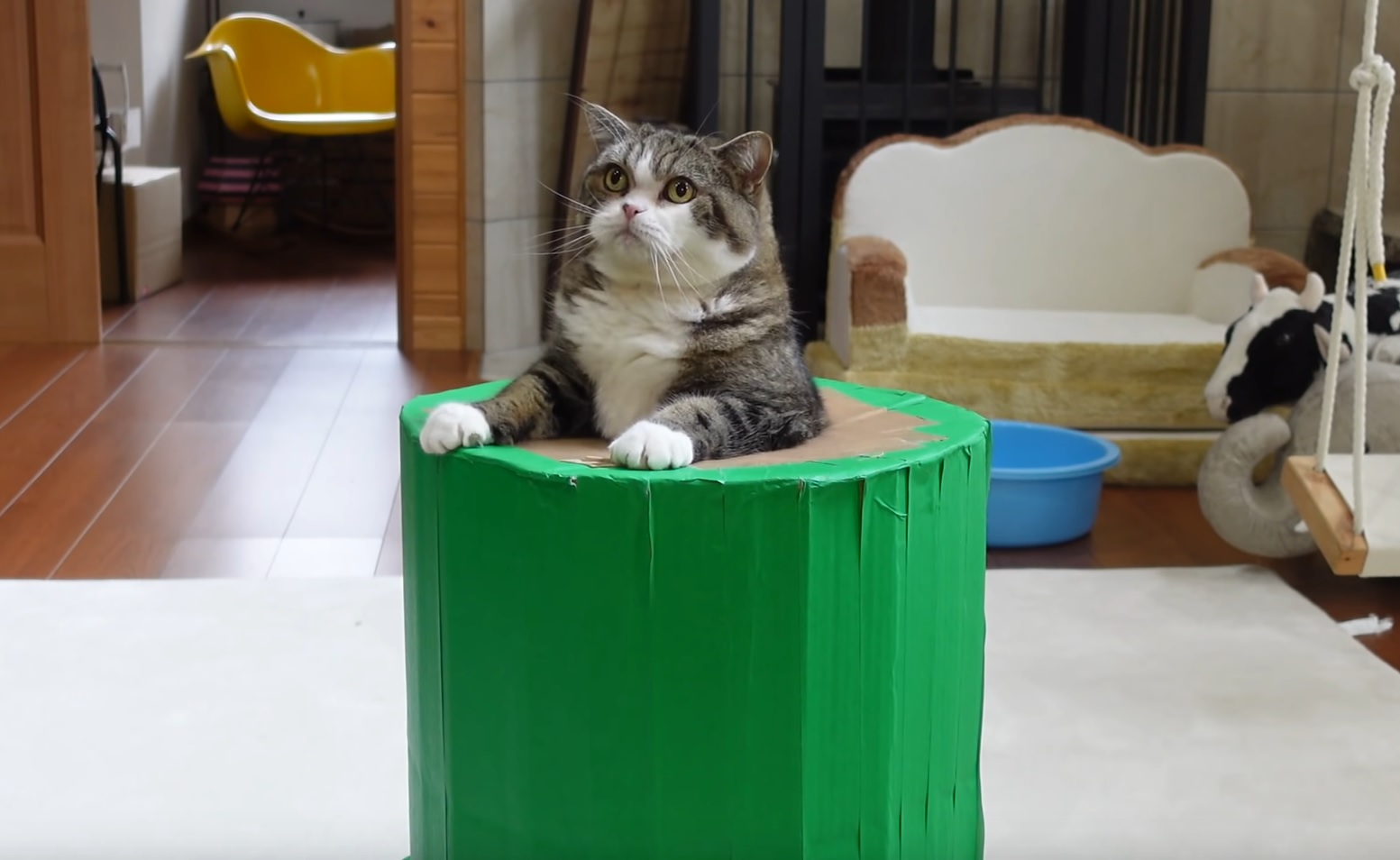 Maru Cannot Get Out Of Pipe