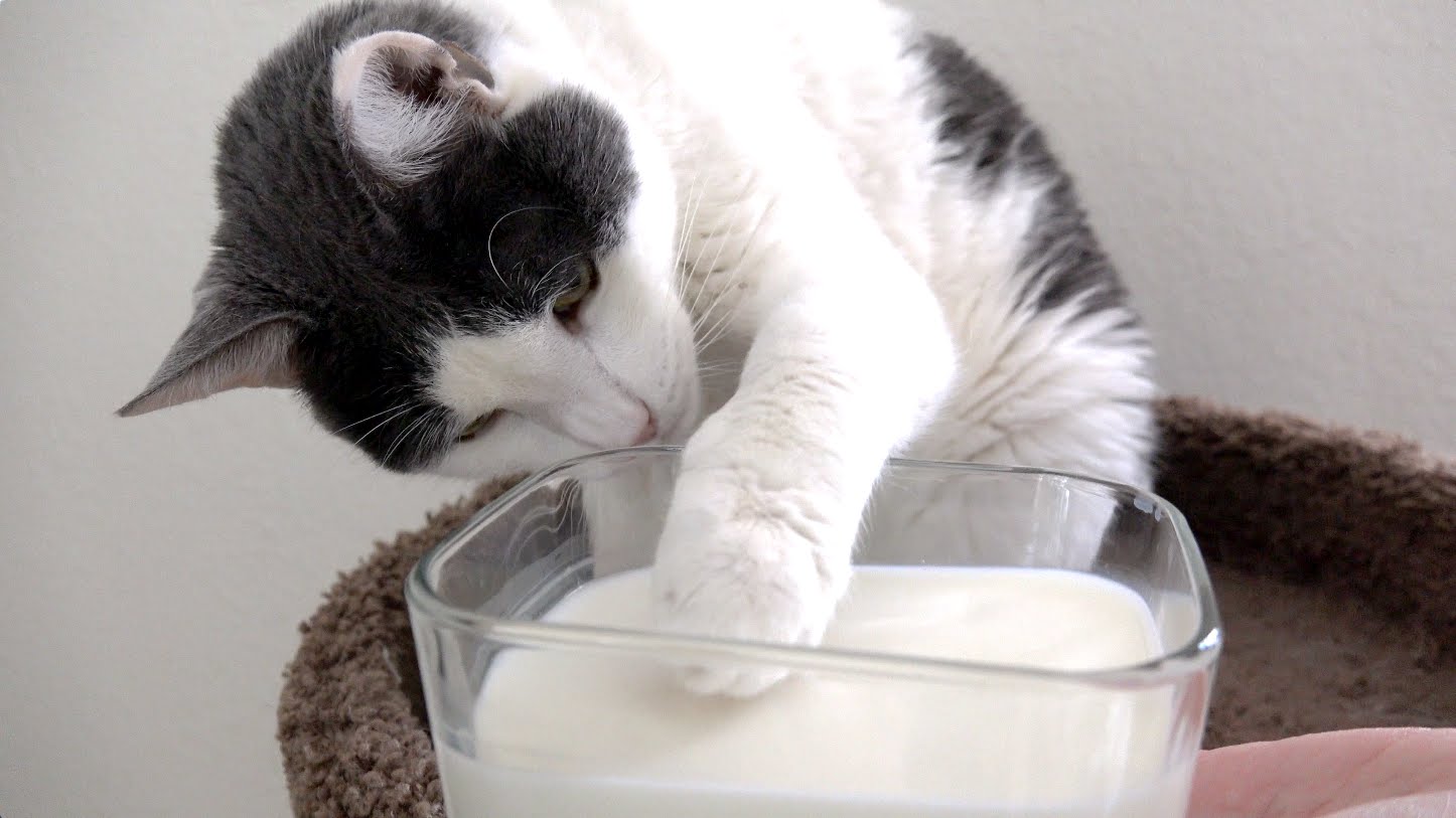 Cats That Don't Like Milk