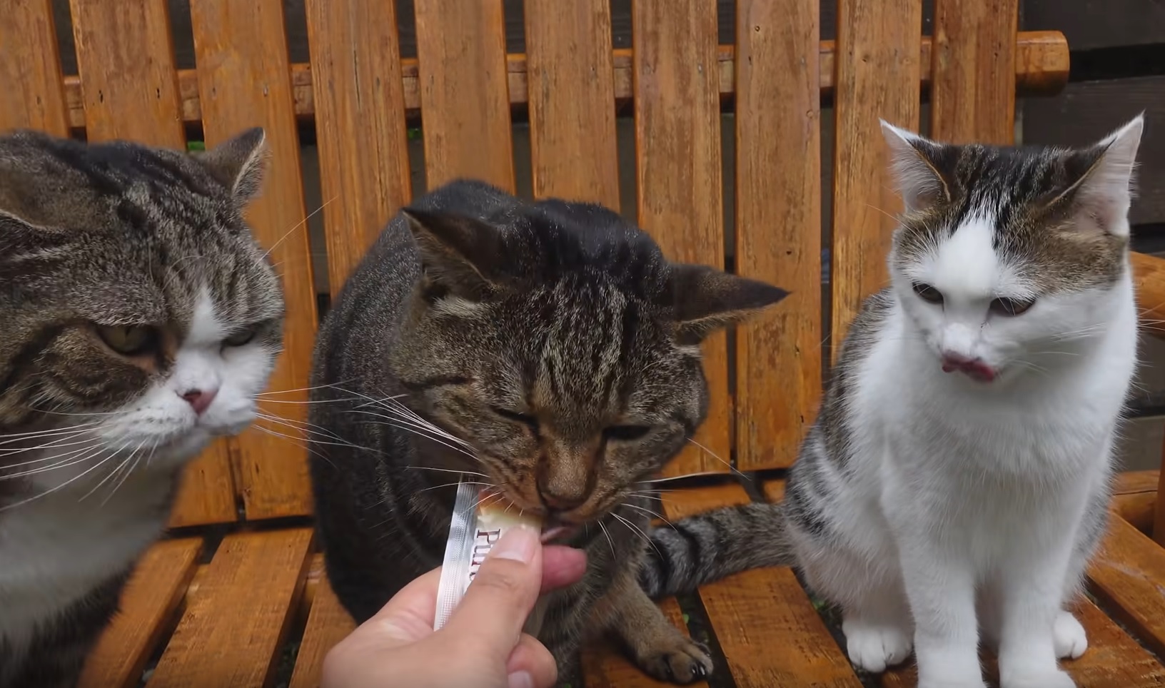 Cute Cats On The Swing