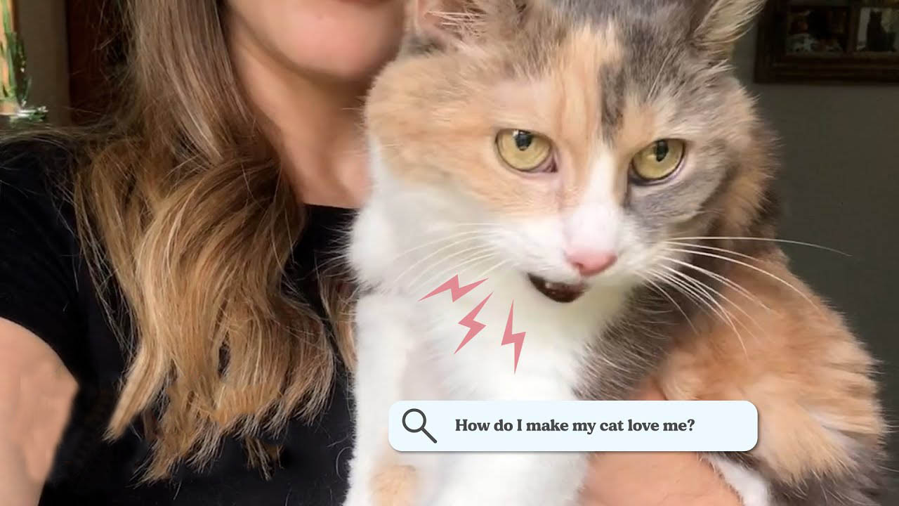 Grumpy cat has the answer to different cat-related questions
