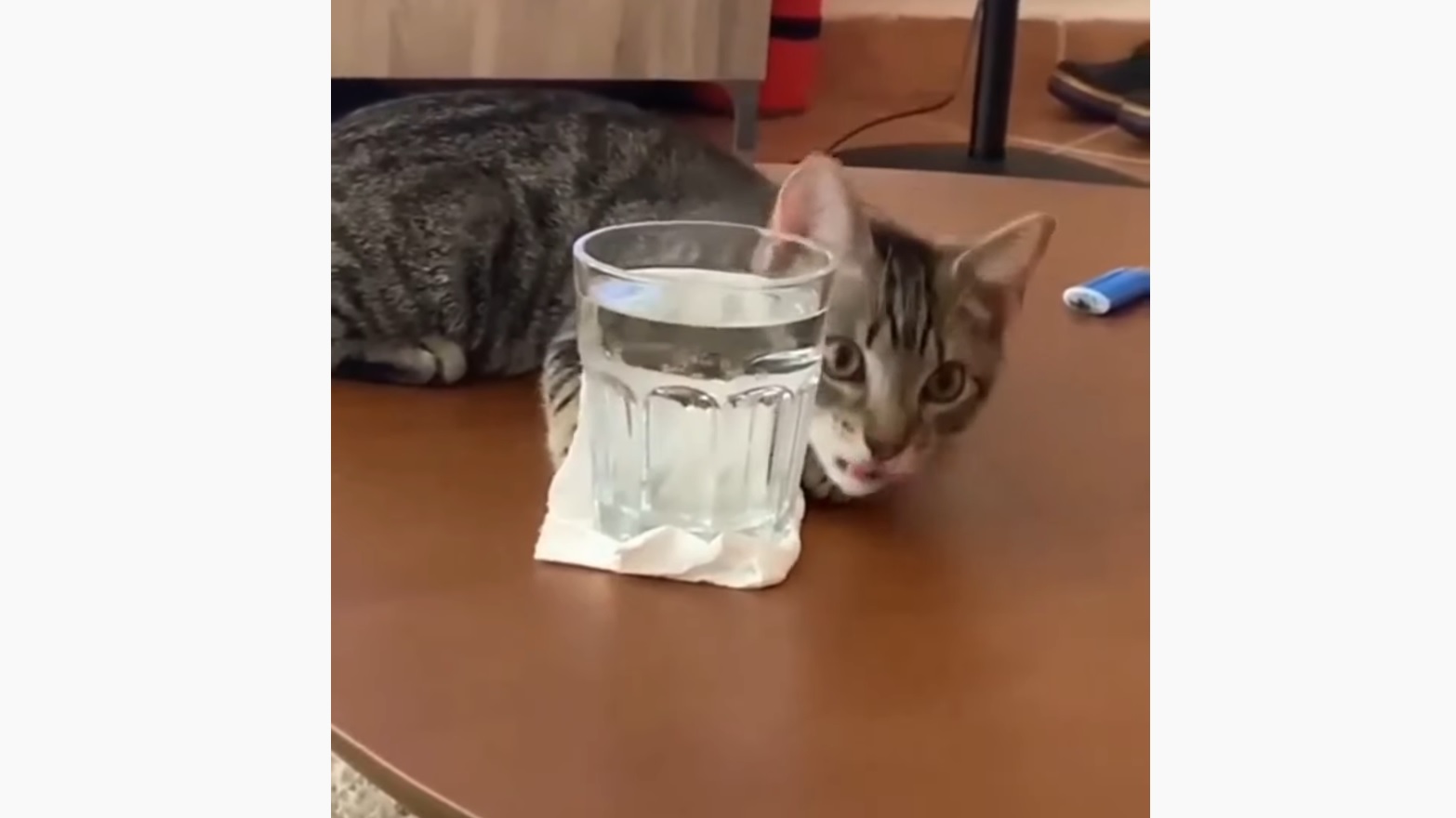 Cat Trolls Hooman With Glass Of Water