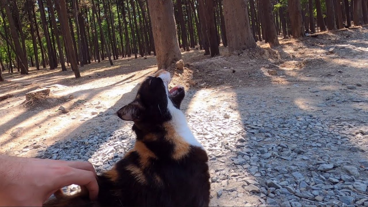 Stray Cat Gets Back Scratch And Has Weird Reaction