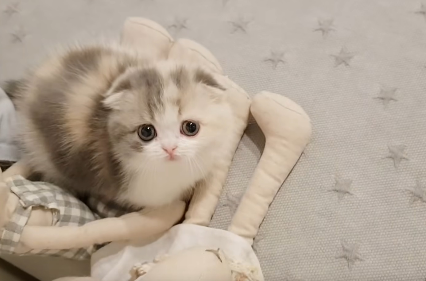 Cutest Tiny Kitten