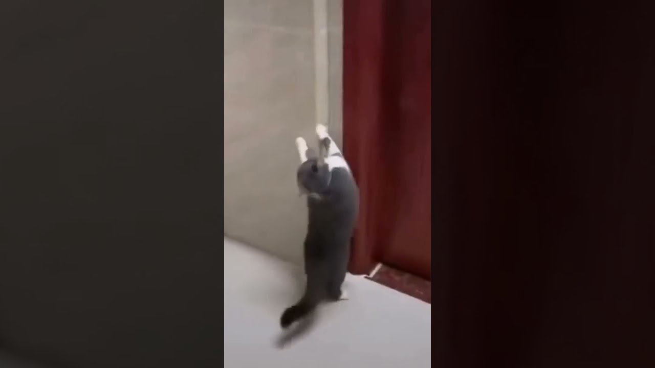 Funny Cat Does Weird Move