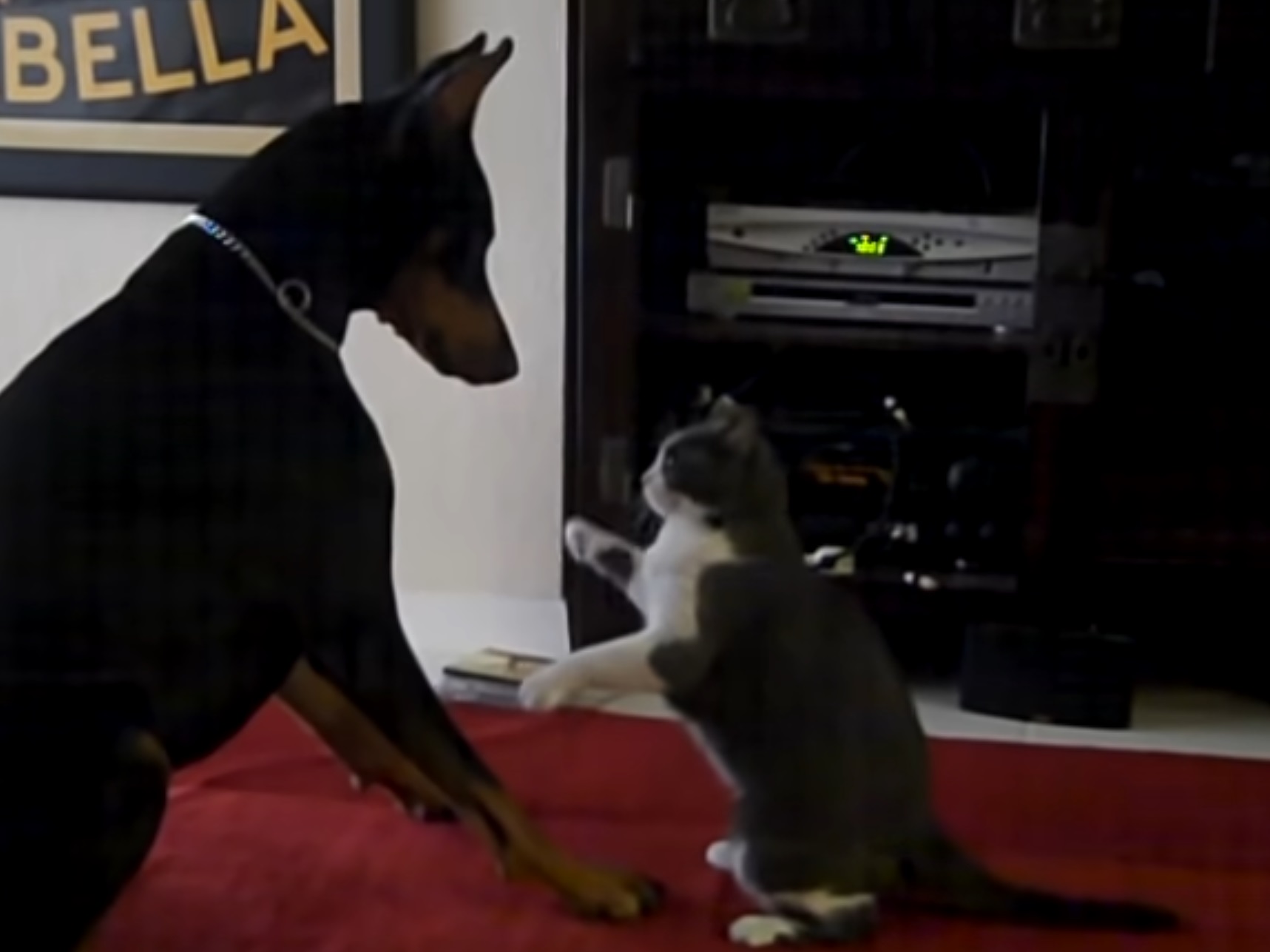 Cat Vs Doberman