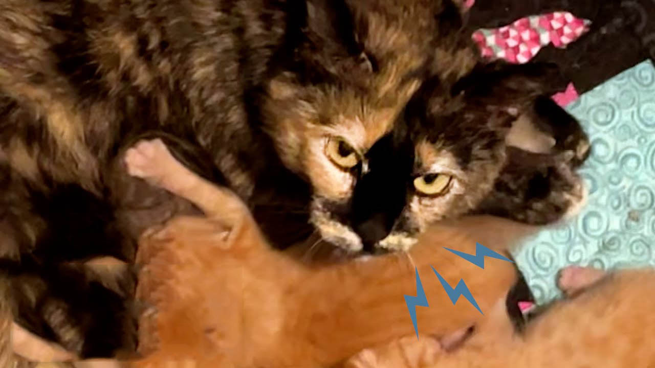 Scared and protective mama cat becomes a snuggly house cat