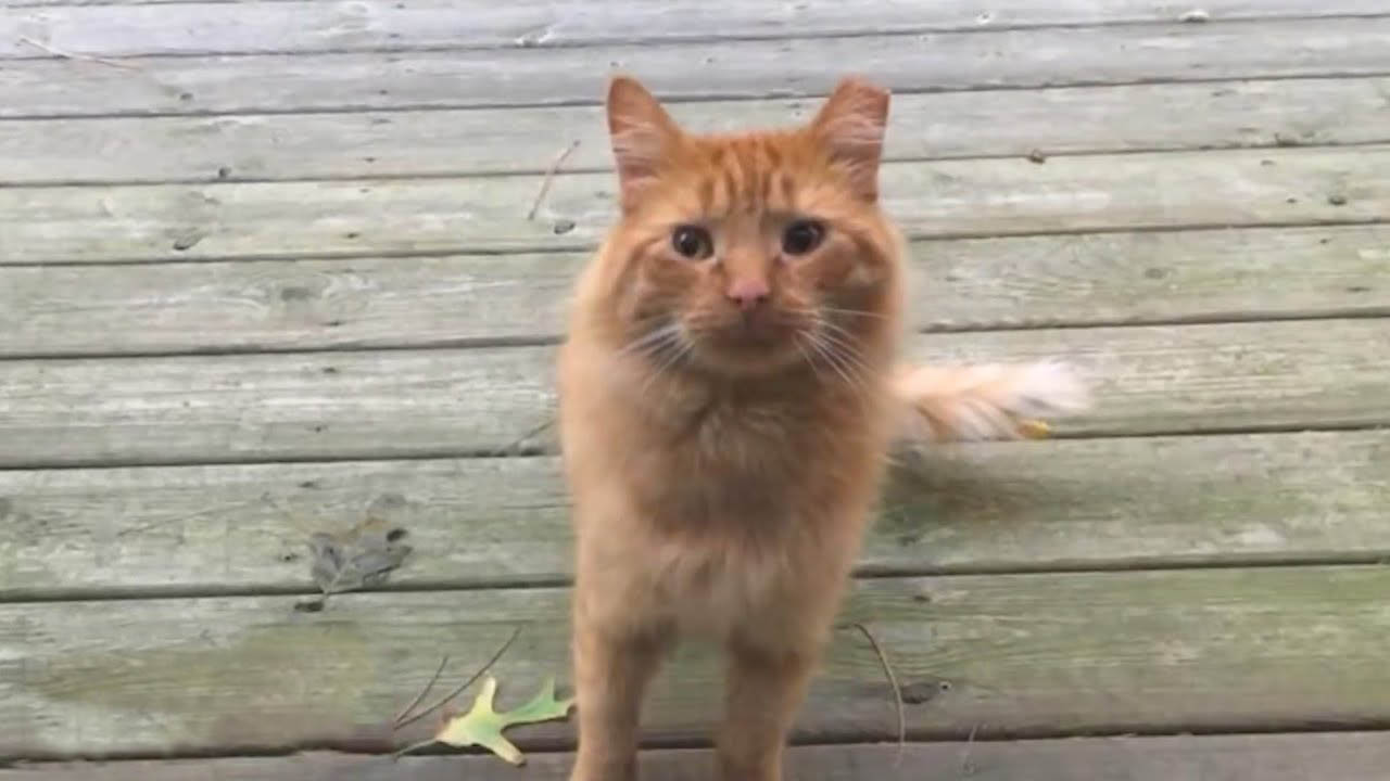 Man tries to befriend a stray cat for over a year
